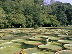 Indonesian Botanic Gardens