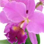 pennsylvania_longwood_orchid