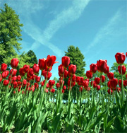 Tulips in Parc de l’Indépendance