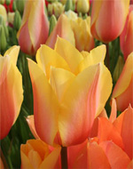 Oregon Tulip Festival