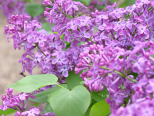 Lombard’s Lilac Time