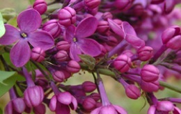 April Showers Bring May … Lilacs!