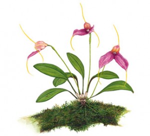 372 Varieties of Orchids