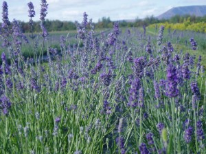 Lavender Fields on l’île d’Orléans