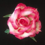 All-Miniature Rose Show