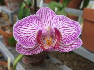 Orchid Photo by Susan McKee