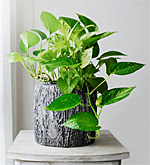Houseplants are the New Officeplants