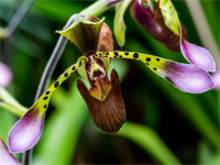 The Orchid Show: Natural Heritage