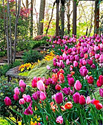 Millions of daffodil bloom at Gibbs Garden