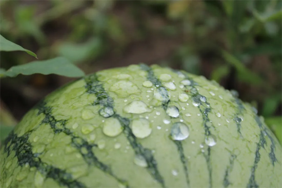 Dew surrounds the top of a watermelon.