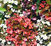 Flower of the Day: Begonias