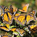 Monarch Butterflies in Michoacan, Mexico