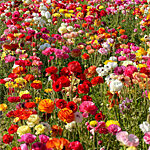 Flower Fields of Carlsbad, California, Ready to Bloom