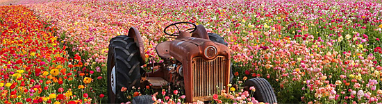 Flower Fields, Carlsbad, California
