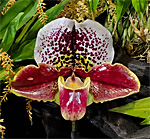 Orchid, Susquehanna, Pennsylvania