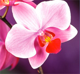 National Orchid Day is April 16