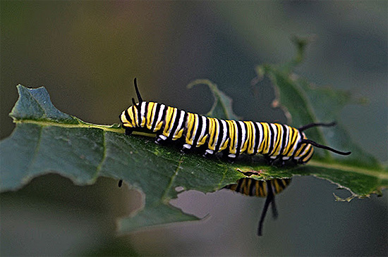 Caterpillar of Monarch butterfly