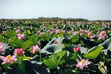 Caspian Lotus, Kazakhstan