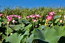 Caspian Lotus in Kazakhstan