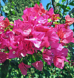 Flower of the Day: Bougainvillea
